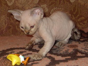 котята породы Девон-Рекс с родословной