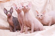 Продам розового лысого котенка канадского сфинкса в Запорожье