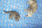 шотландские вислоухие котята