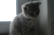 Кошечка шотландская вислоухая