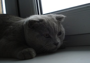 Котик шотландский вислоухий 