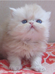 продам персидских котят