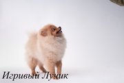 Щенки померанского шпица /././.