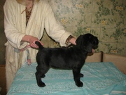 Щенки кане корсо