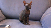 Продам экзотического мини-котёнка Донского сфинкса