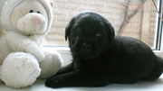 Продам щенков Лабрадора - ретривера палевого и черного окраса