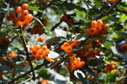 Боярышник Аурея с оранжевыми ягодами