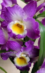 Комплект 6 саженцев орхидей в контейнере - 250 грн. Акция!