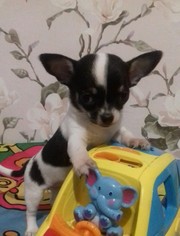 Эксклюзивная девчишка Беленького с Черными пятнышками Окраса!